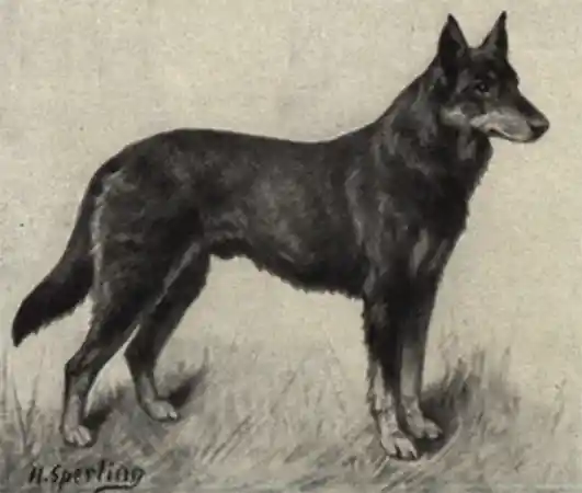First German Shepherd - Horand