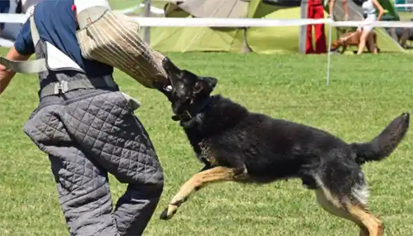 German Shepherd Attack Training 