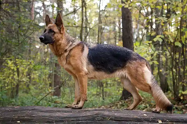 German Shepherd Picture