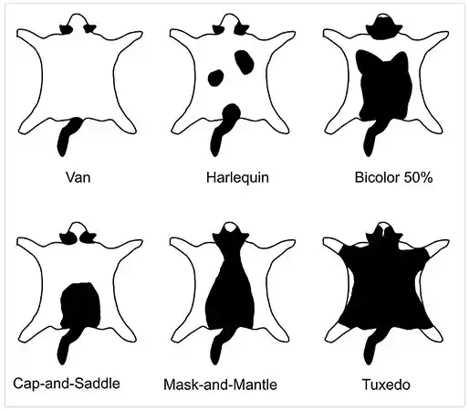 Tuxedo Cat Classification 