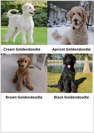 Types of Goldendoodle