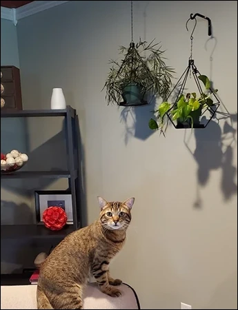 A Cat With Plants Hanging on the Roof