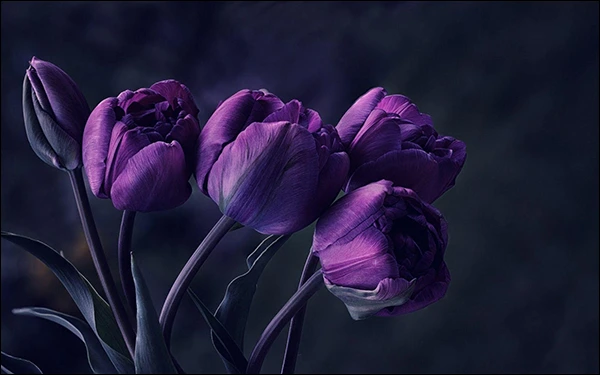 A Dark Purple Tulip