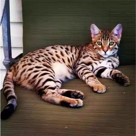 Common Ashera cat