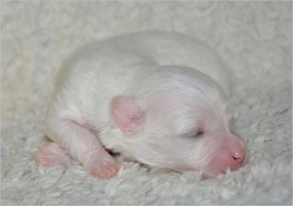 Newborn Maltipoo puppy