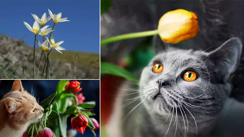 Tulips and Cats