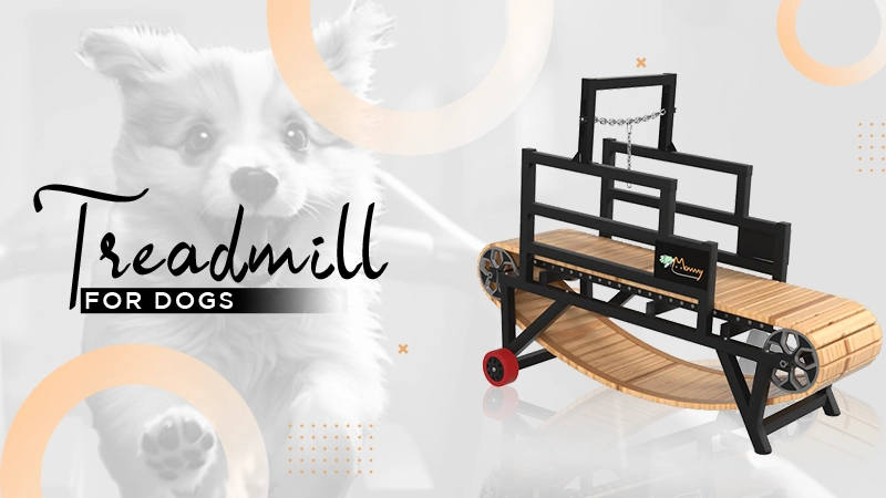 trademill for dogs