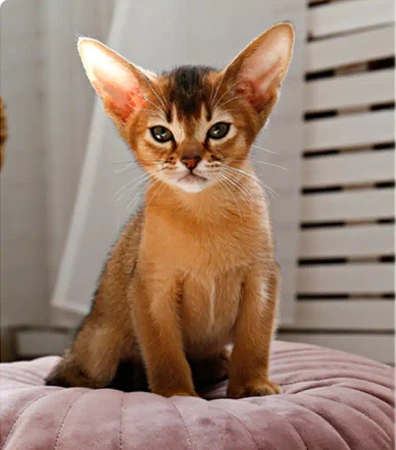 Abyssinian Siamese Mix