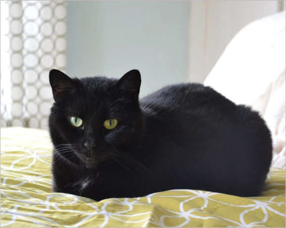 Siamese Black Cat Mix