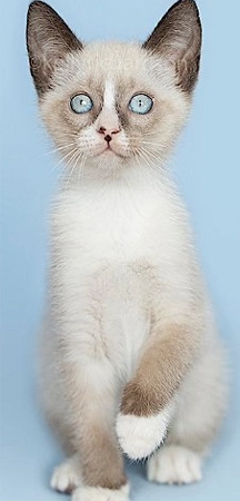 Siamese Snowshoe Mix Cat